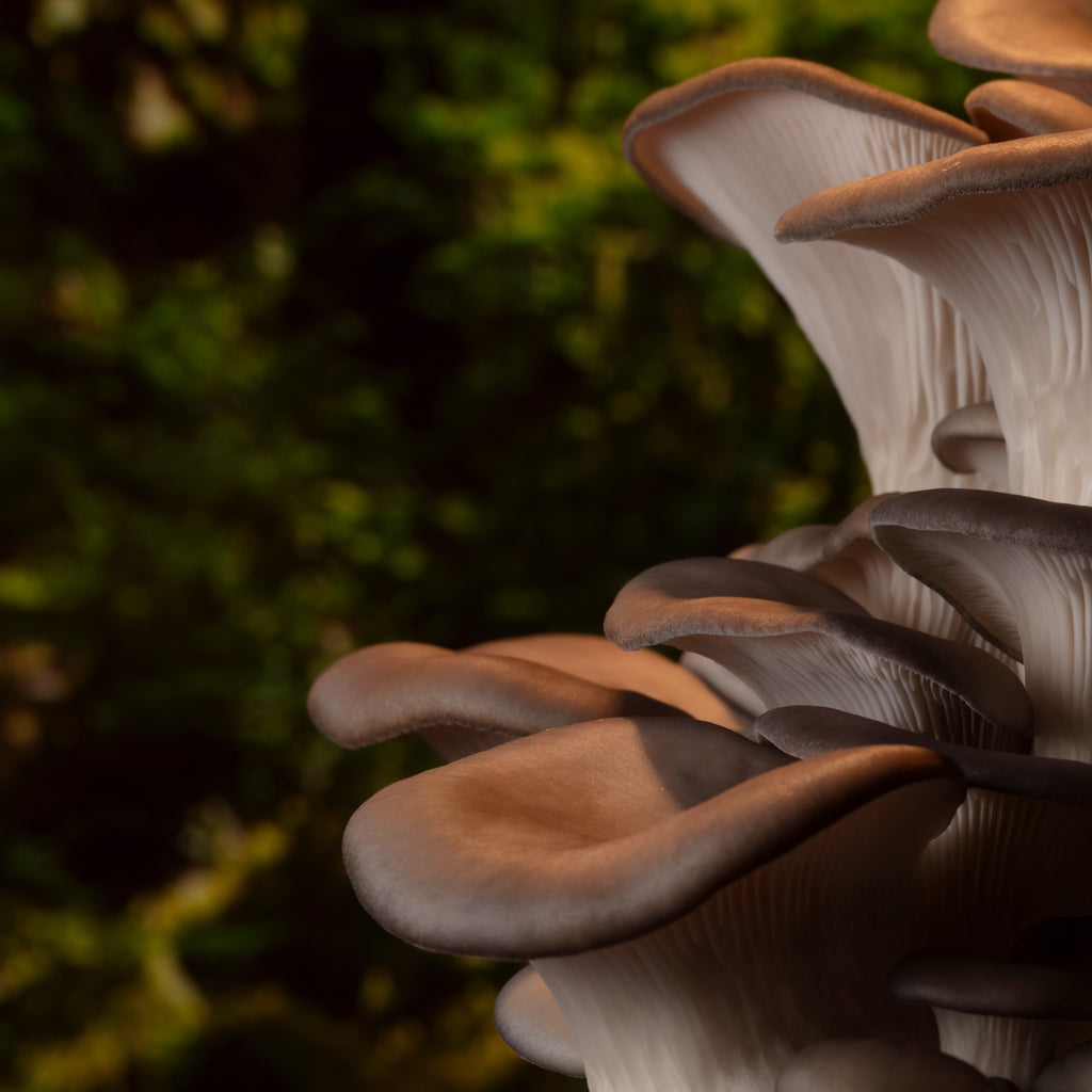 Understanding the Whole Mushroom: Fruiting Body vs. Mycelium
