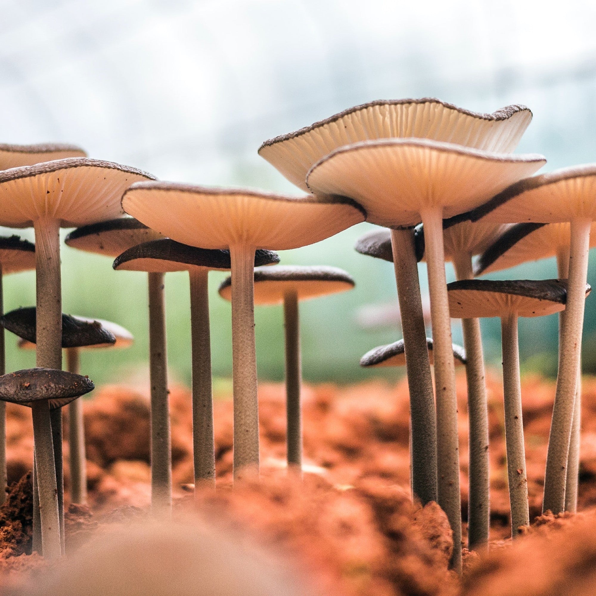 What's New in the World of Mushrooms