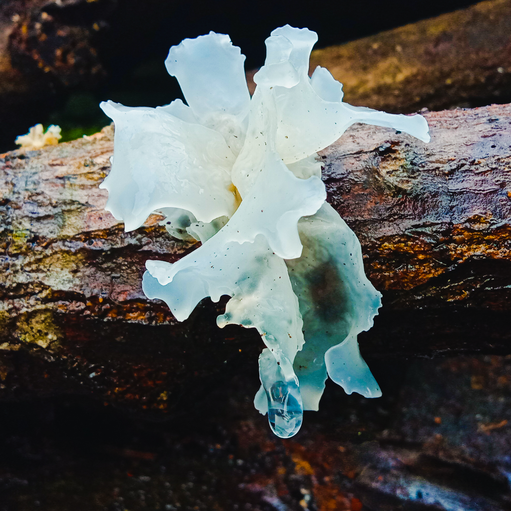 Get to Know Tremella, the ‘Beauty Mushroom’