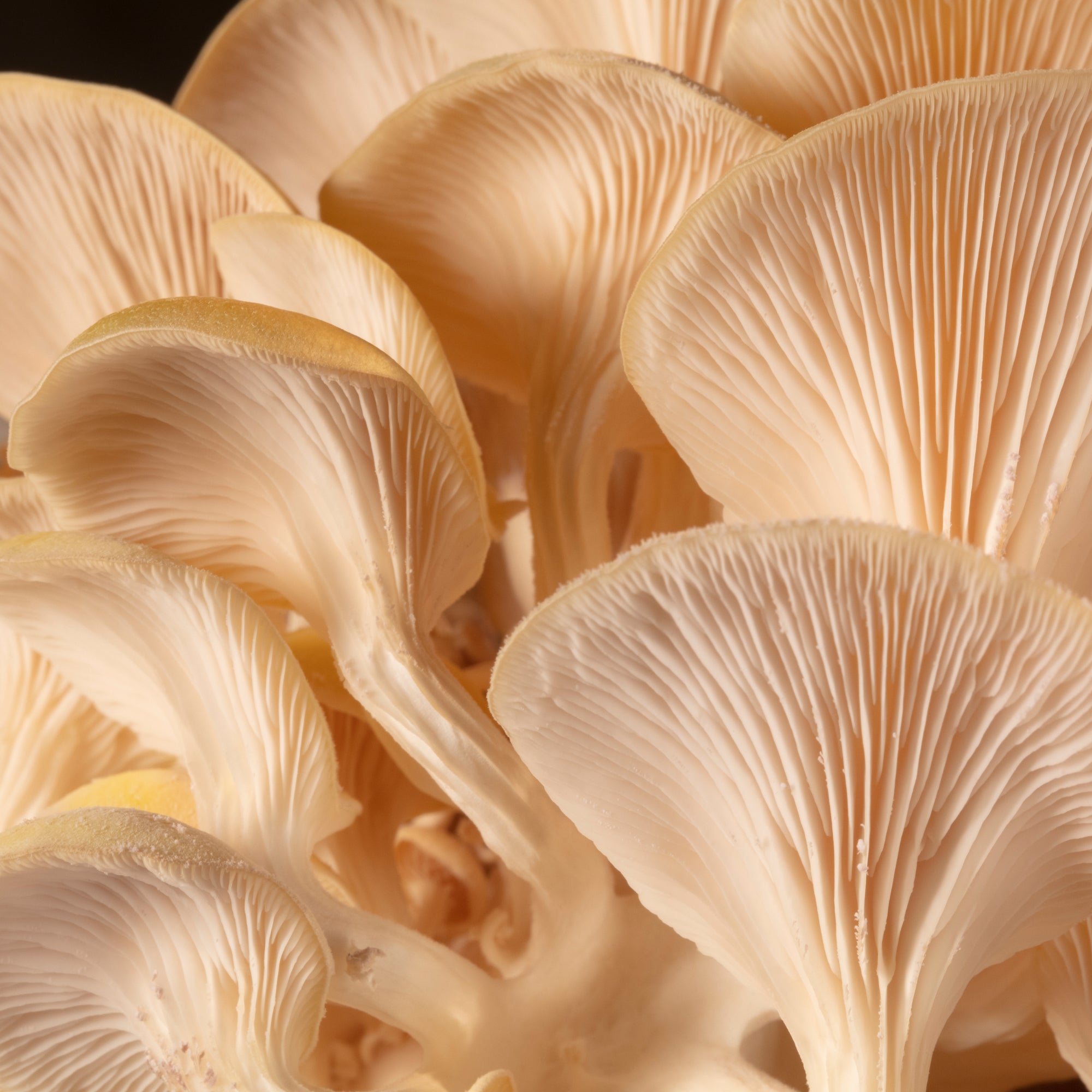 Meet Your Mushrooms: Get to Know 10 of Our Favorites